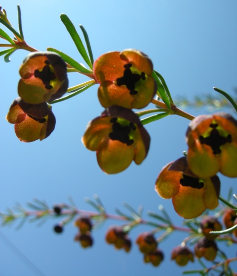 Boronia Megastigma